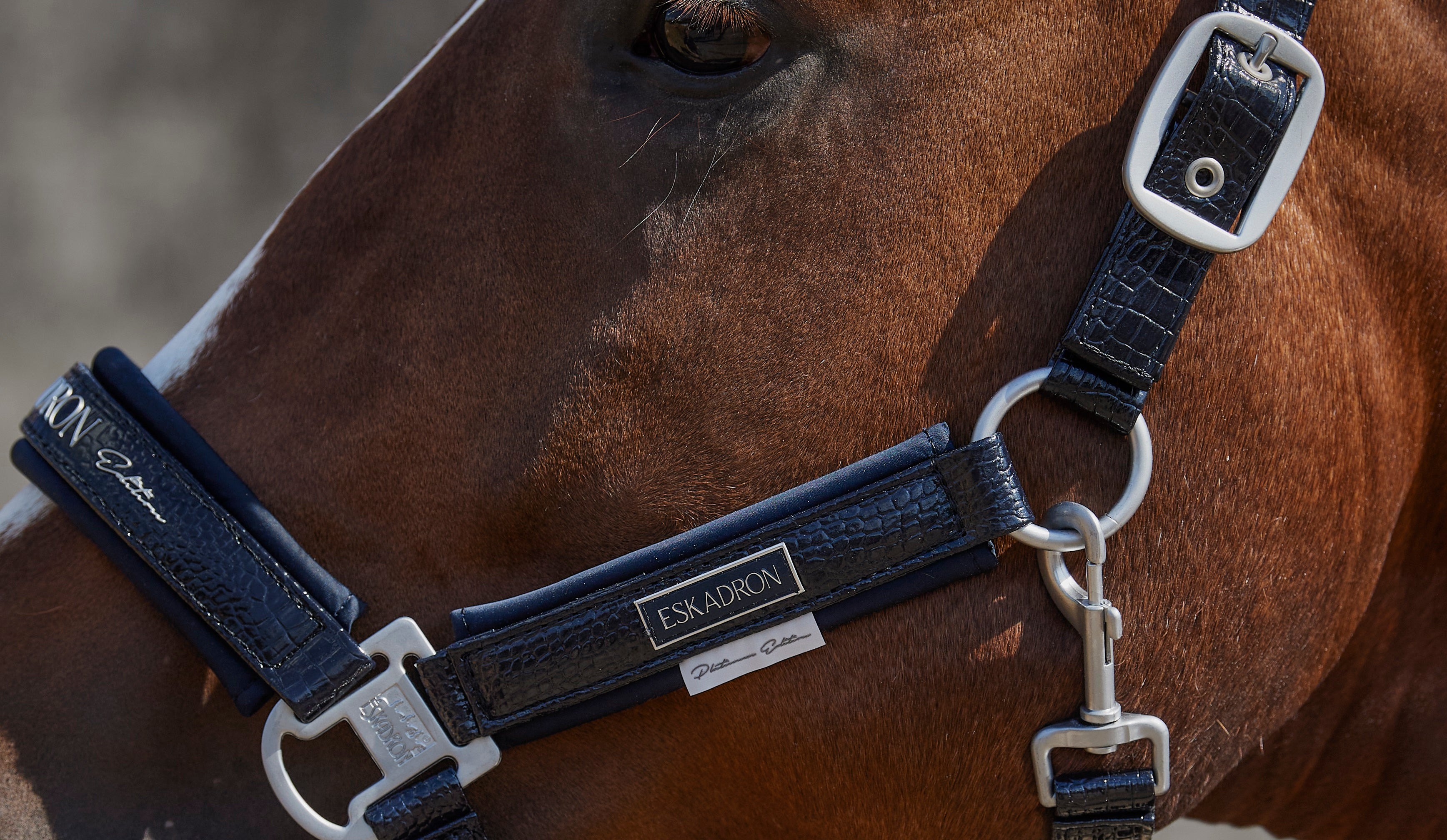Kit licol et longe équitation Cheval et poney - Strass bleu noir