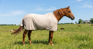 Anti-mouches cheval : quel produit choisir ? Le guide complet