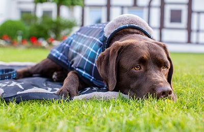 Chiens et chats | Sellerie Bucéphale
