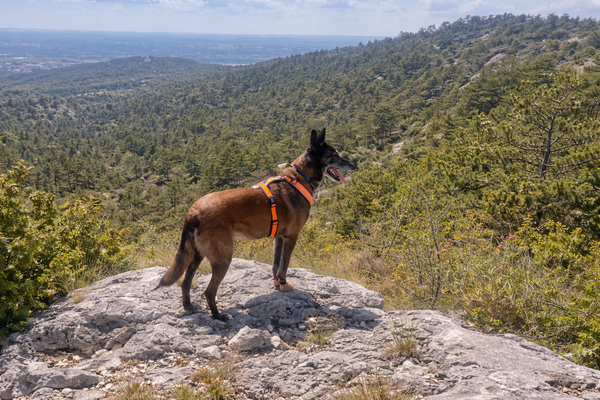 Chiens et chats | Sellerie Bucéphale