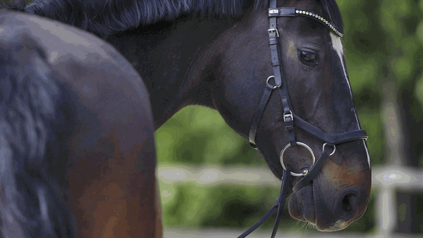 Mors cheval Turnado 2-type 16 mm Sprenger - Mors cheval Sprenger - Le Paturon Mors cheval Turnado 2-type 16 mm Sprenger - Mors cheval Sprenger - Le Paturon