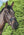 Filtre de muserolle Comfort Shield LeMieux - Noir - photo produit