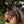 Filet d'obstacle Robin muserolle anglaise combinée — Marron/laiton — vue 8