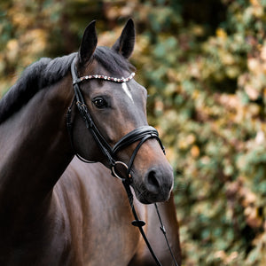 Frontal Burgunder Kavalkade mit Gummizug