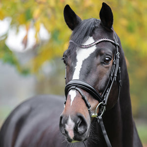 Kavalkade – Frontal Sparkle Kavalkade    | Sellerie Bucéphale