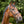 Frontal Splendid Kavalkade — Marron/marron — vue 4
