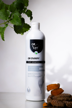 Or-Vet – OR-Ovary en situation | Sellerie Bucéphale