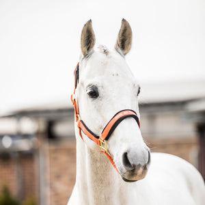 Licol Werano Back on Track