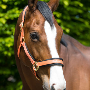 Licol Werano Back on Track