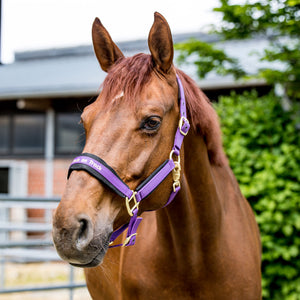 Licol Werano Back on Track