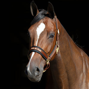 Back on Track – Licol Werano Back on Track Marron | Sellerie Bucéphale