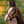 Licol en cuir souple Cinta — Cognac/marron, vue 5