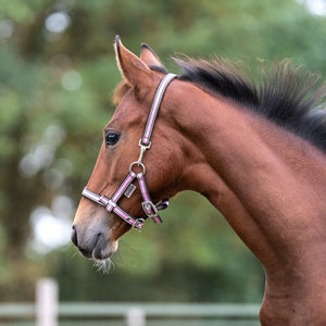 Licol poulain et yearling à mousqueton de nuque — Bleu marine/rose-mûre, vue 4