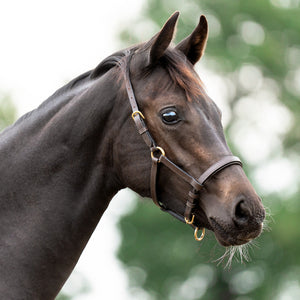 Licol poulain et yearling en cuir rembourré — Marron/laiton, vue 3