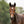 Licol poulain et yearling en cuir rembourré — Cognac/laiton, vue 3