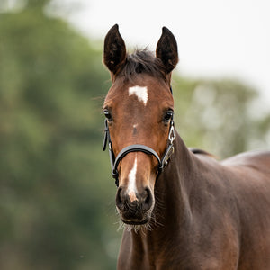 Licol poulain et yearling en cuir rembourré — Cognac/laiton, vue 3