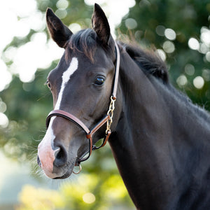 Licol poulain et yearling en cuir rembourré