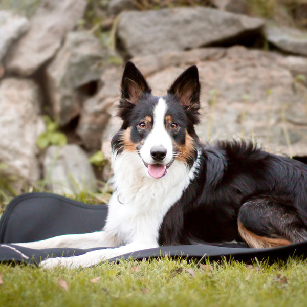 Matelas pour chien Back On Track Cage Fit