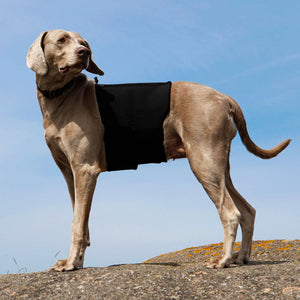 Back on Track – Ceinture lombaire pour chien Noir  | Sellerie Bucéphale