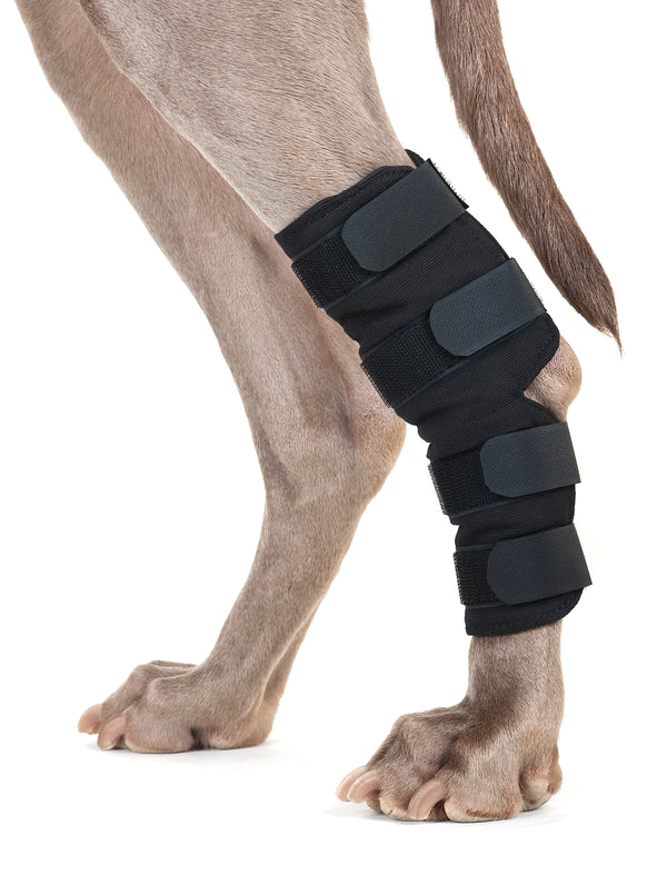 Protection d'articulation pour chien Back On Track