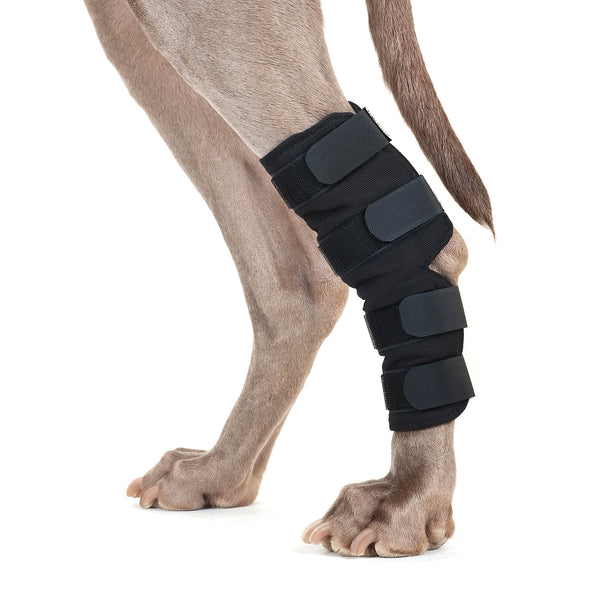 Protection d'articulation pour chien Back On Track