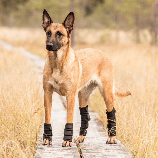 Protection d'articulation pour chien Back On Track