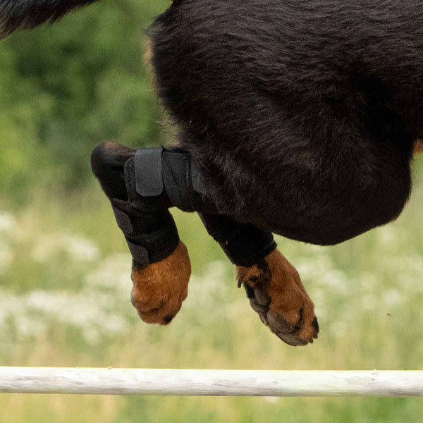 Protection d'articulation pour chien Back On Track