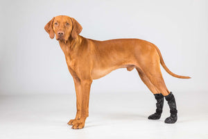 Botinhas para cão Lola Back on Track