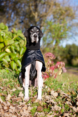 Palton pentru galgo "Whippet" Back on Track