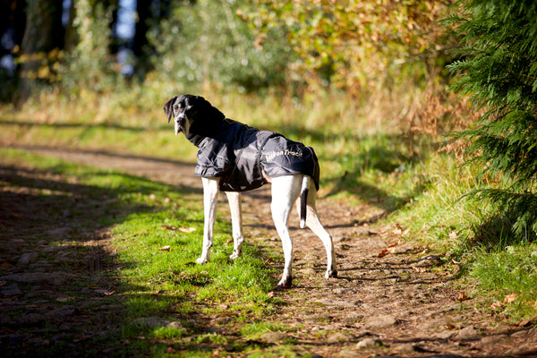 Manteau pour lévrier "Whippet" Back on Track