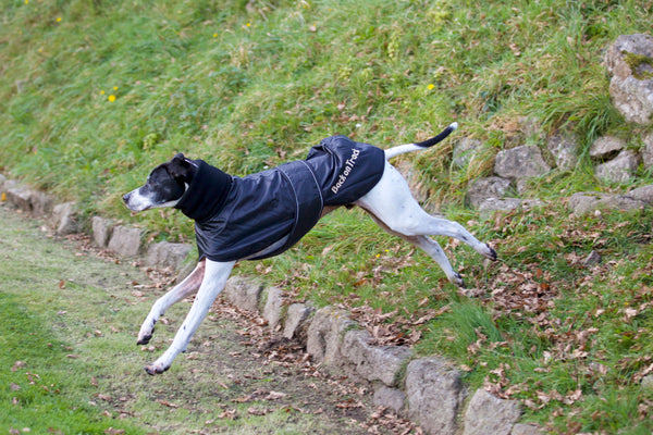 Manteau pour lévrier "Whippet" Back on Track