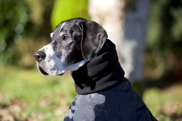 Manteau pour lévrier "Whippet" Back on Track