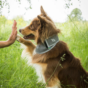 Bandana ad alta visibilità per cane Draco Back on Track