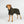 Manteau Filet pour Chien Queue Basse BAY Back on Track