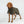 BAY Manteau séchant chien - Olive - détail 2