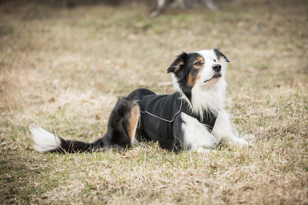 Cappotto per cani “Eddie” Alta visibilità Back on Track