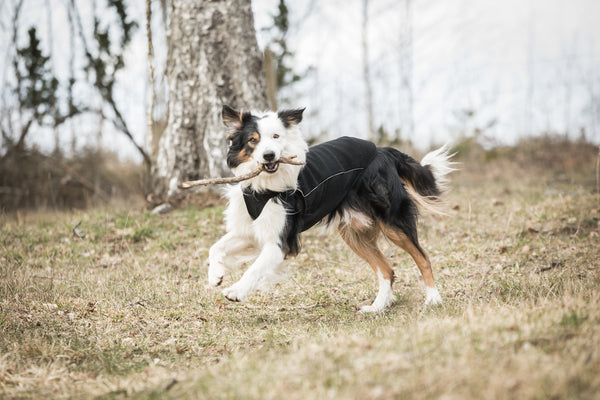 Cappotto per cani “Eddie” Alta visibilità Back on Track