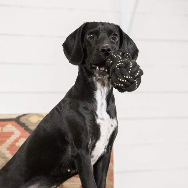 Jouet pour Chien  Back on Track - Corde Dumbbell