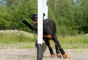 Ochraniacze stawów dla psa Back On Track