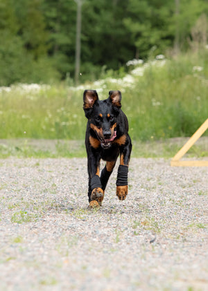 Ochraniacze stawów dla psa Back On Track