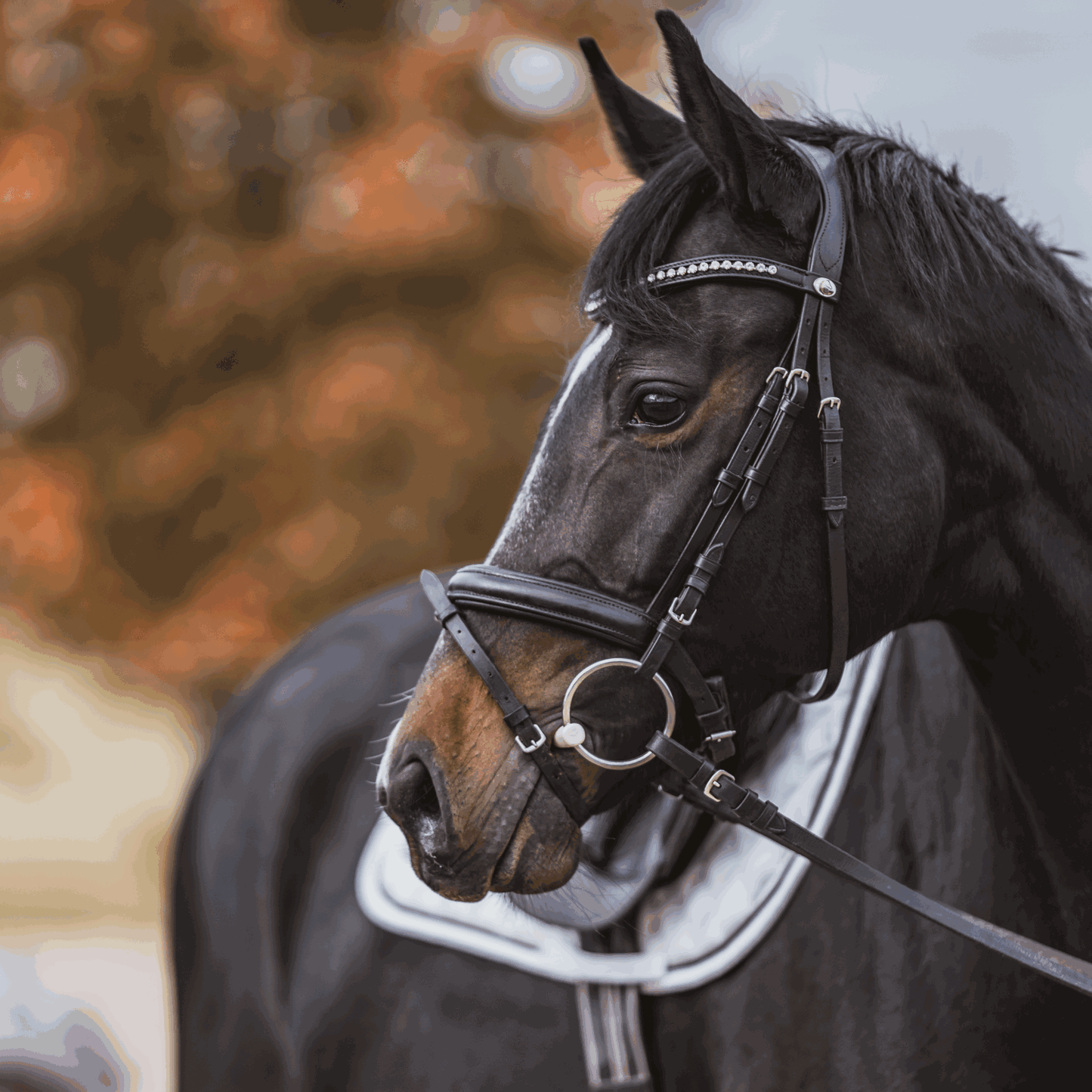 Filet 2 anneaux Duo 16mm Sprenger cheval bridé | Sellerie Bucéphale