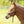 Licol poulain cuir Shires Velociti GARA Foal Slip