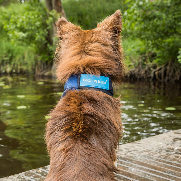 Bandana rafraîchissant pour chien "Cool on Track" Back on Track