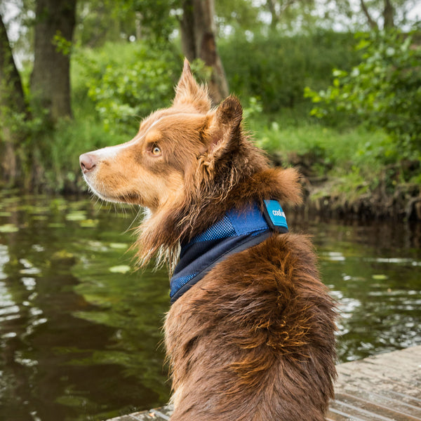 Bandana rafraîchissant pour chien "Cool on Track" Back on Track