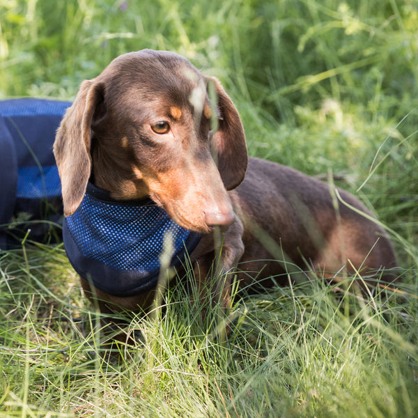 Bandana rafraîchissant pour chien "Cool on Track" Back on Track