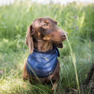 Verkoelend bandana voor honden "Cool on Track" Back on Track