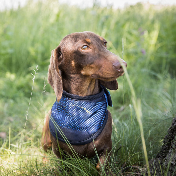 Bandana rafraîchissant pour chien "Cool on Track" Back on Track