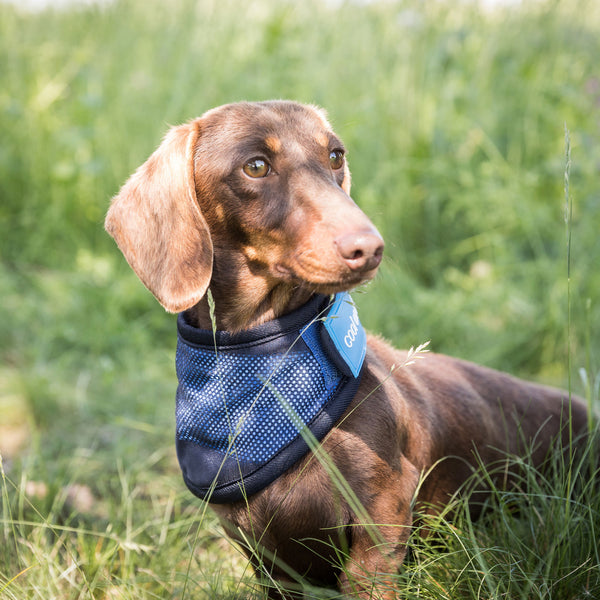 Bandana rafraîchissant pour chien "Cool on Track" Back on Track