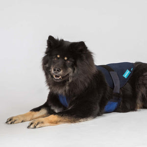 Harnais pour chien Cool on Track