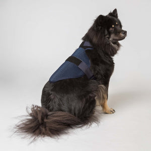 Harnais pour chien Cool on Track